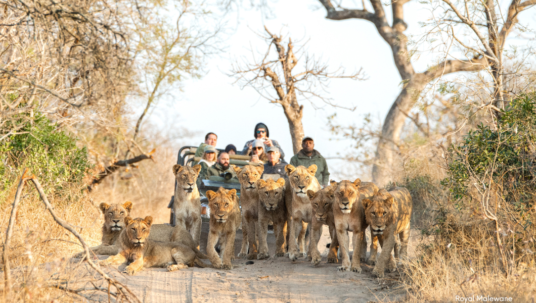 Lions- Royal Malewane